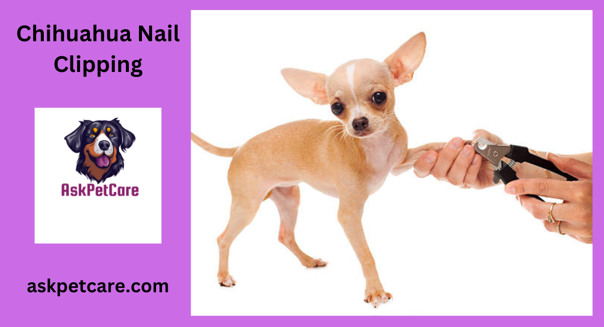 Chihuahua Nail Clipping