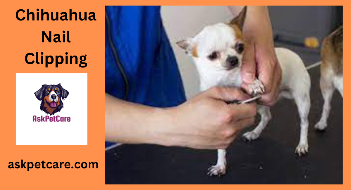 Chihuahua Nail Clipping