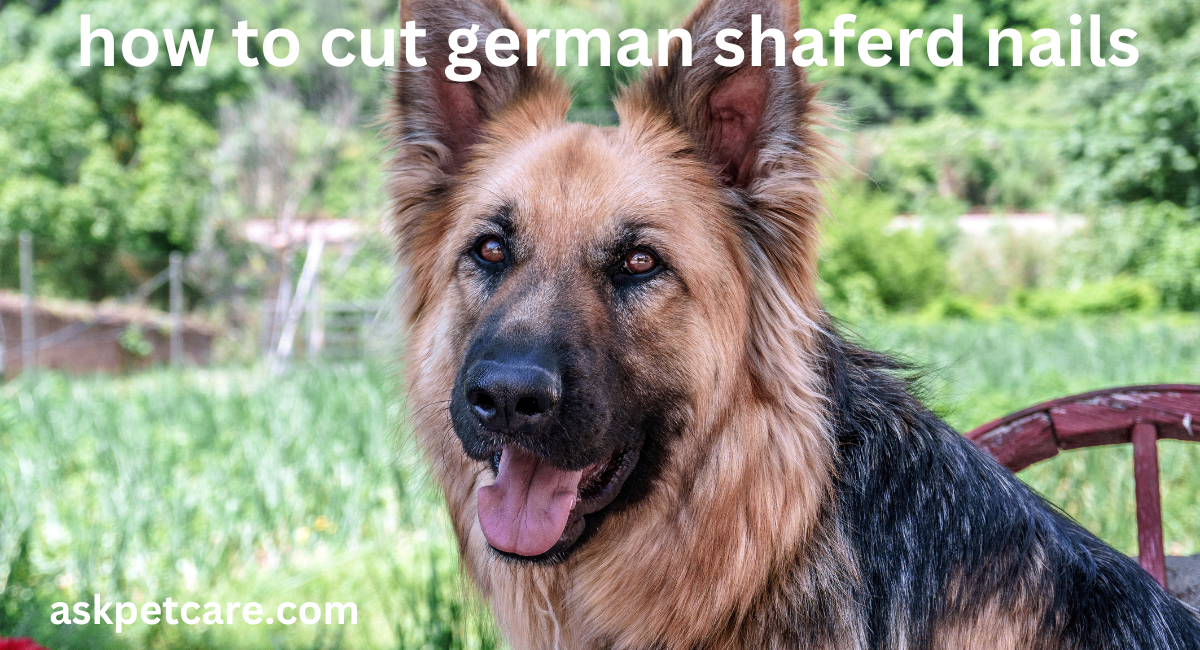 How to Cut Your German Shepherd's Nails