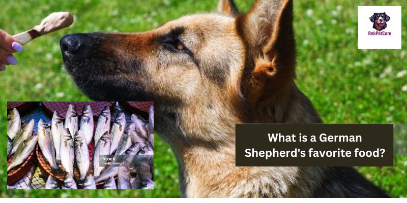 What Is a German Shepherd's Favorite Food