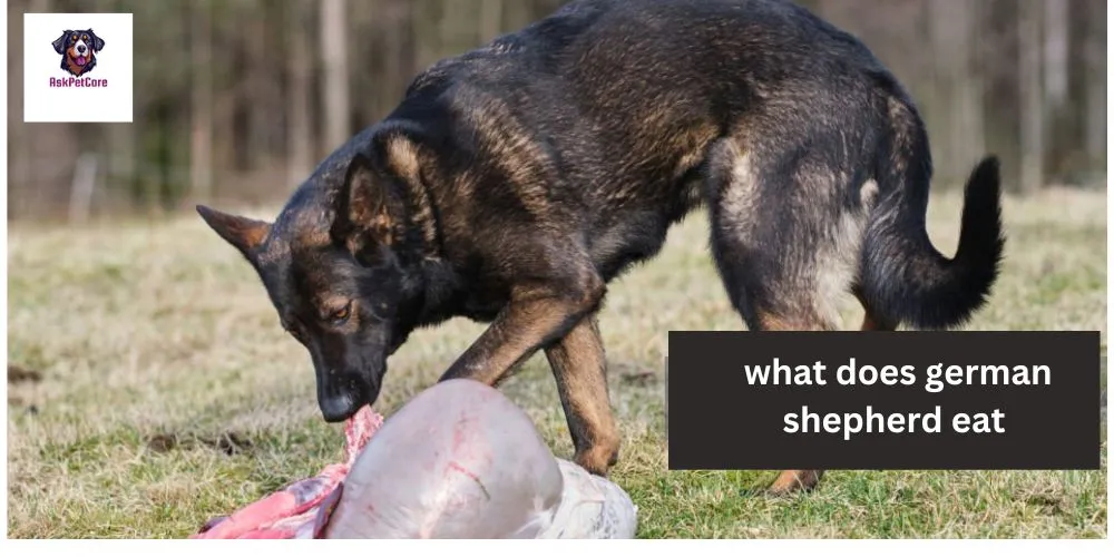 What Does German Shepherd Eat