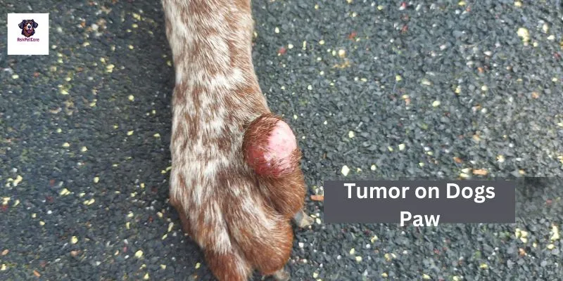 Tumor on a Dog's Paw 