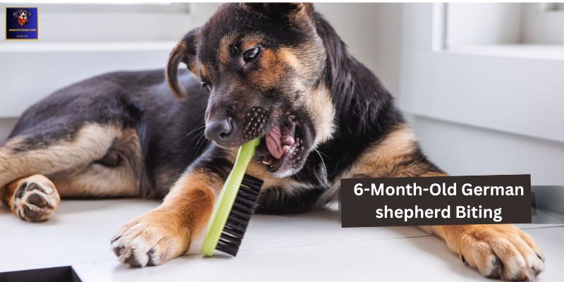 6-Month-Old German shepherd Biting