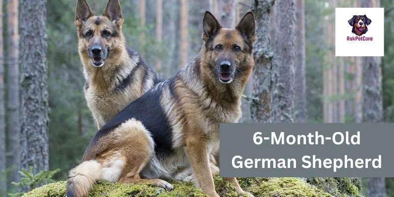 6-Month-Old German Shepherd