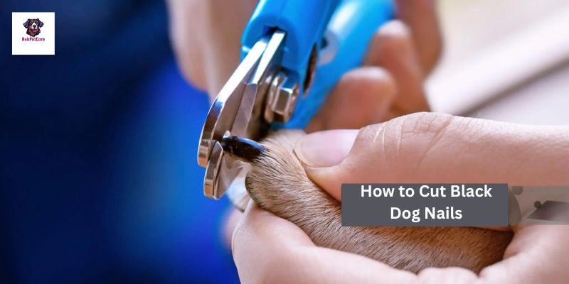 how to cut dog black nails