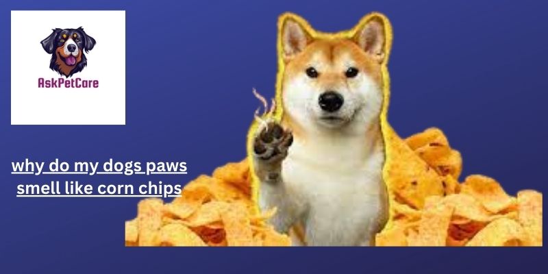 Why Do My Dog's Paws Smell Like Corn Chips