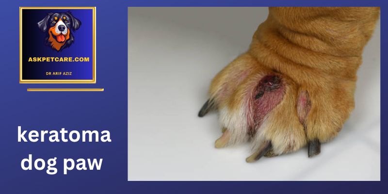 dog paw keratoma