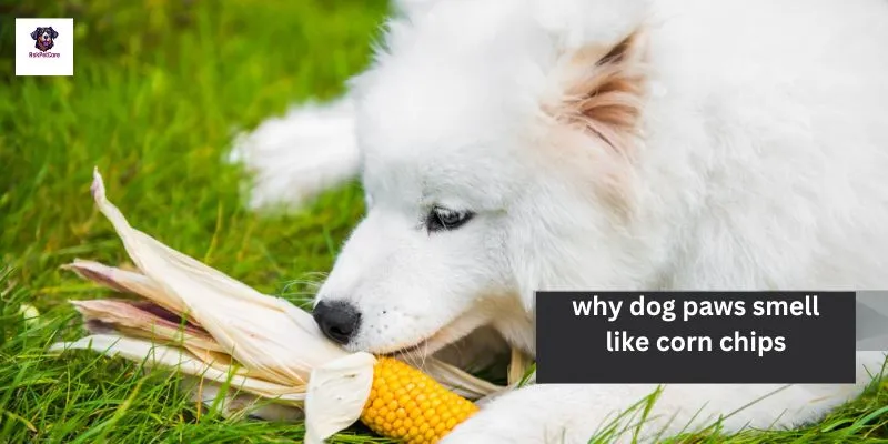 why do dogs paws smell like popcorn