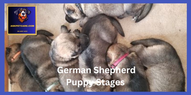 German Shepherd Puppy Stages by Month