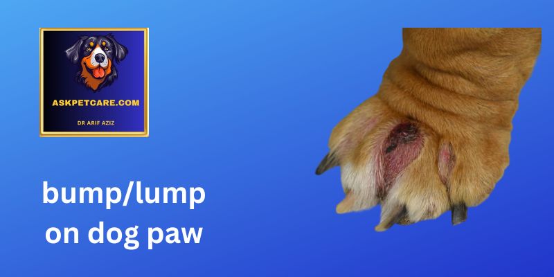 bump on dog paw 