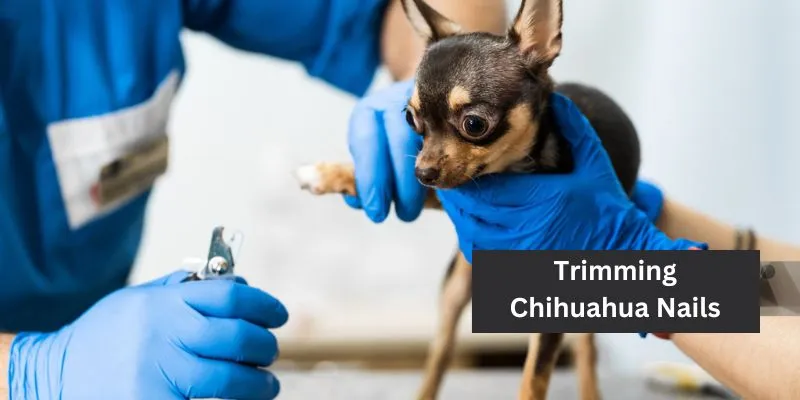 Chihuahua Nail Clipping