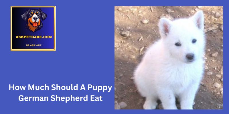 how much should a puppy german shepherd eat