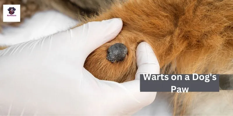 Warts on a Dog's Paw