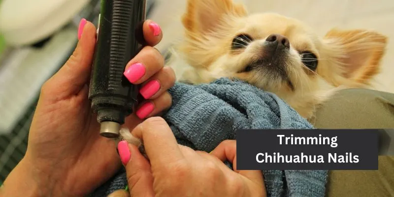 Chihuahua Nail Clipping