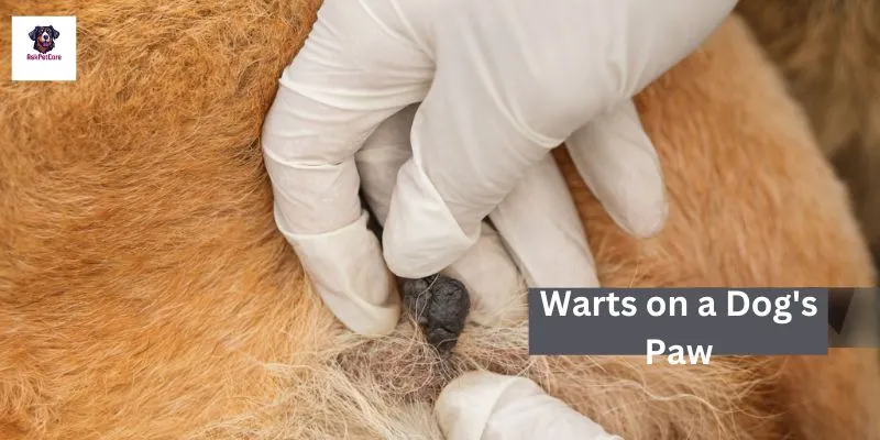 Warts on a Dog's Paw