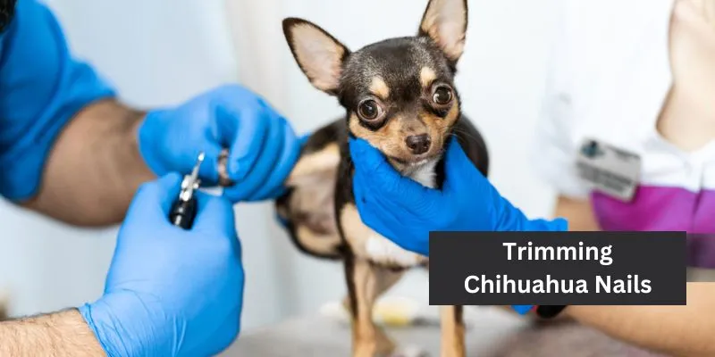 Chihuahua Nail Clipping