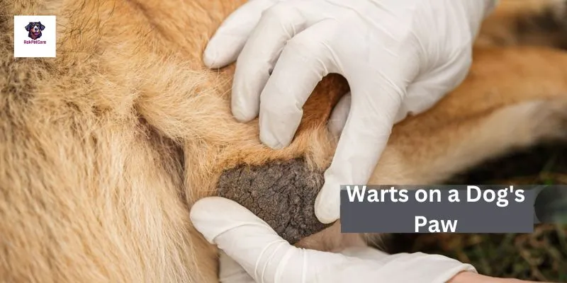 Warts on a Dog's Paw