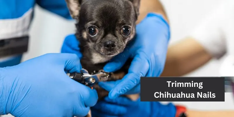 Chihuahua Nail Clipping