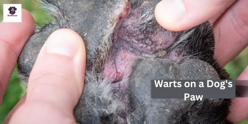 Warts on a Dog's Paw