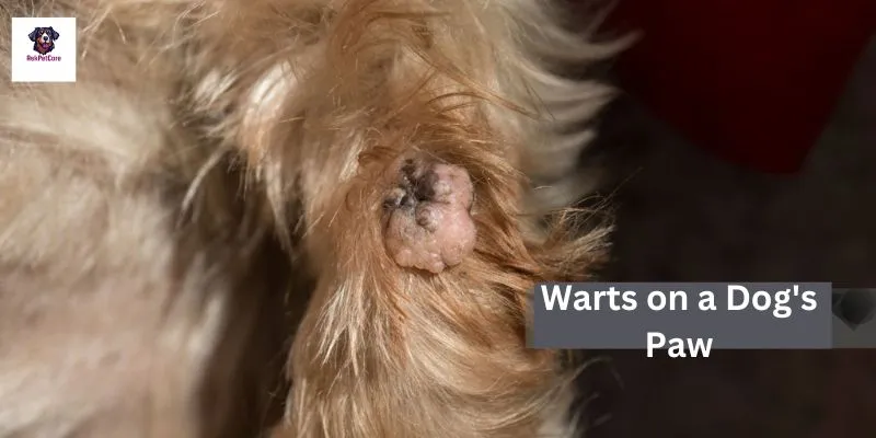 Warts on a Dog's Paw