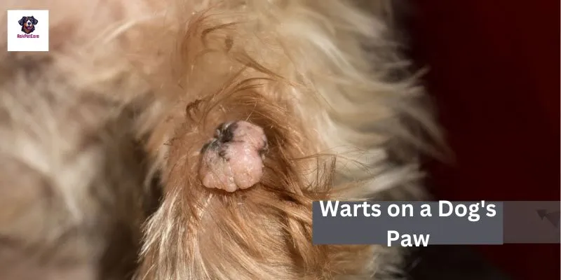 Wart on dog paw pad.Dr.practical tips and tricks