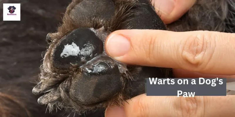 Warts on a Dog's Paw