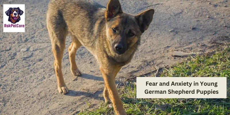 Fear and Anxiety in Young German Shepherd Puppies