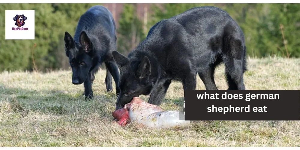 What Does German Shepherd Eat