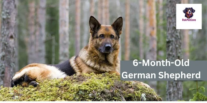 6-Month-Old German Shepherd