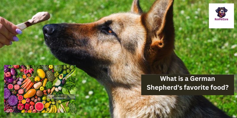 What Is a German Shepherd's Favorite Food