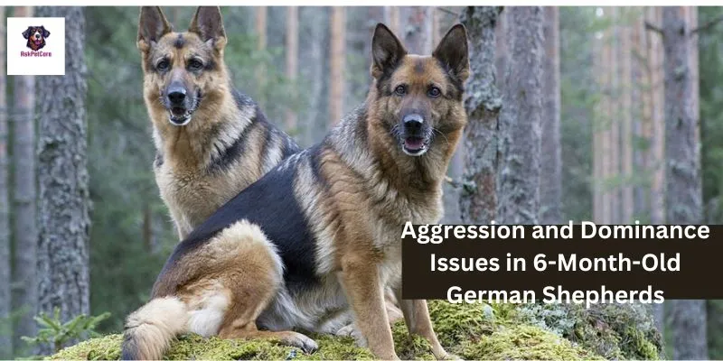 Aggression and Dominance Issues in 6-Month-Old German Shepherds