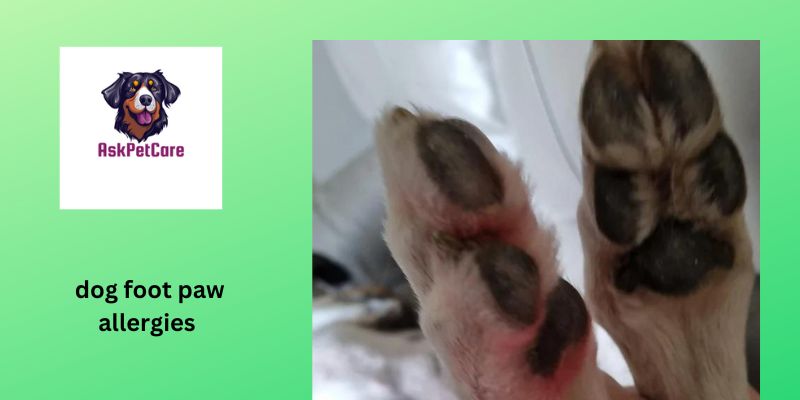 dog foot paw allergies