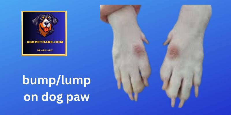 Lump on Dog Paw