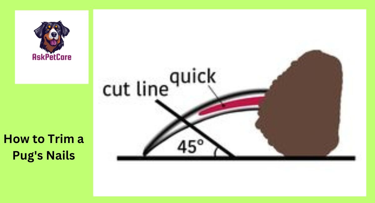 How to Trim a Pug's Nails