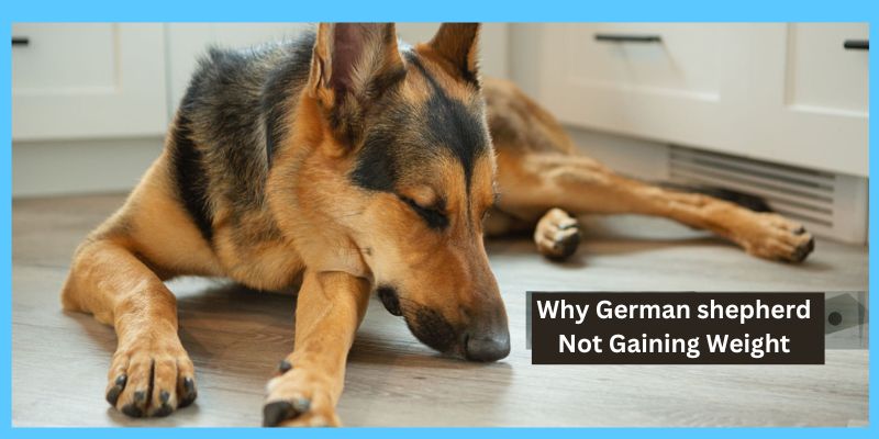 Why German shepherd Not Gaining Weight