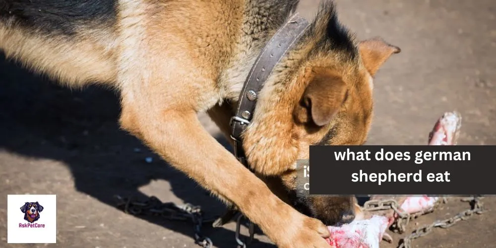 What Does German Shepherd Eat