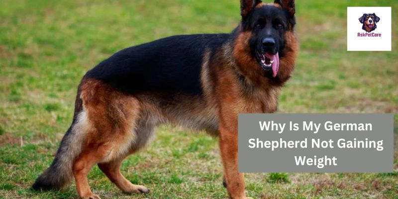 Why Is My German Shepherd Not Gaining Weight