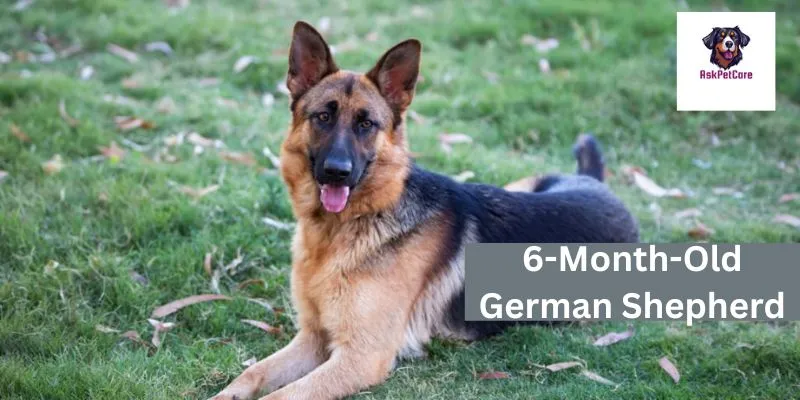 6-Month-Old German Shepherd