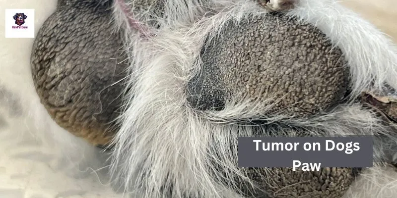 Tumor on a Dog's Paw 