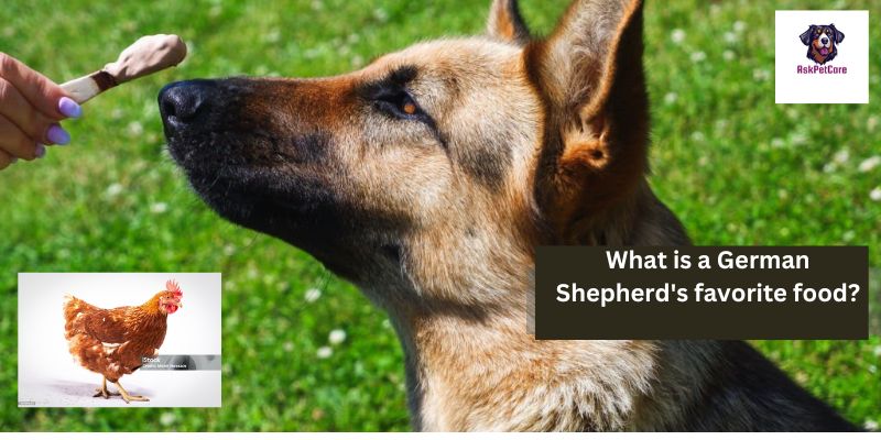 What Is a German Shepherd's Favorite Food