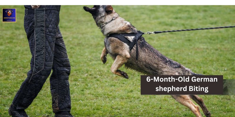 6-Month-Old German shepherd Biting