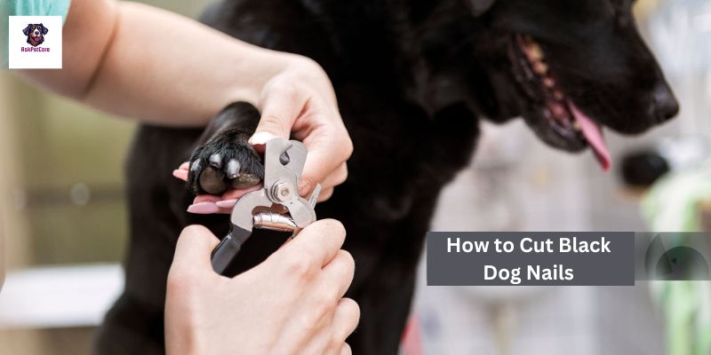 trim your black dog's nails 