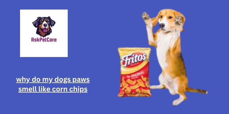 Why Do My Dog's Paws Smell Like Corn Chips