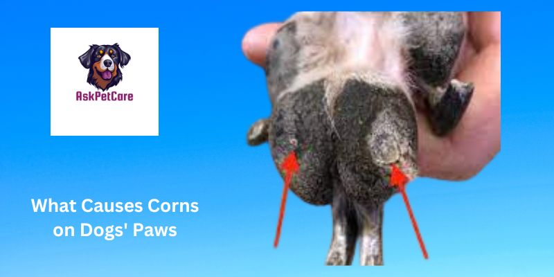 What Causes Corns on Dogs' Paws