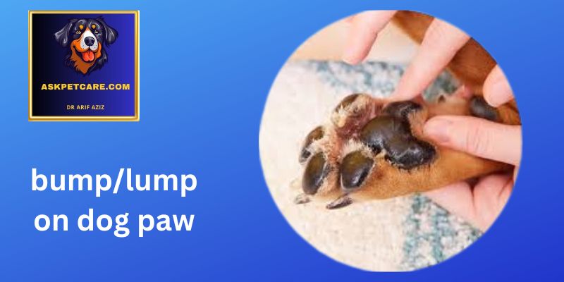 Lump on Dog Paw