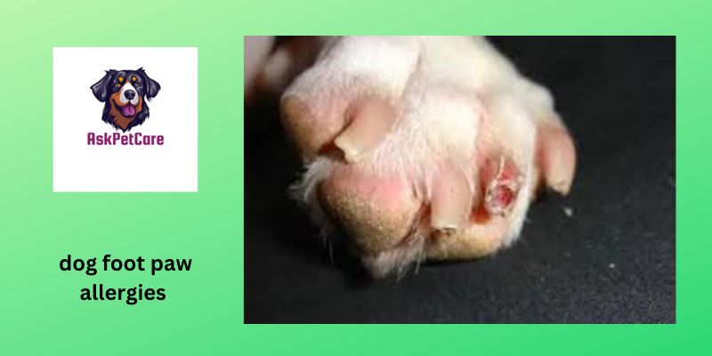 dog foot paw allergies