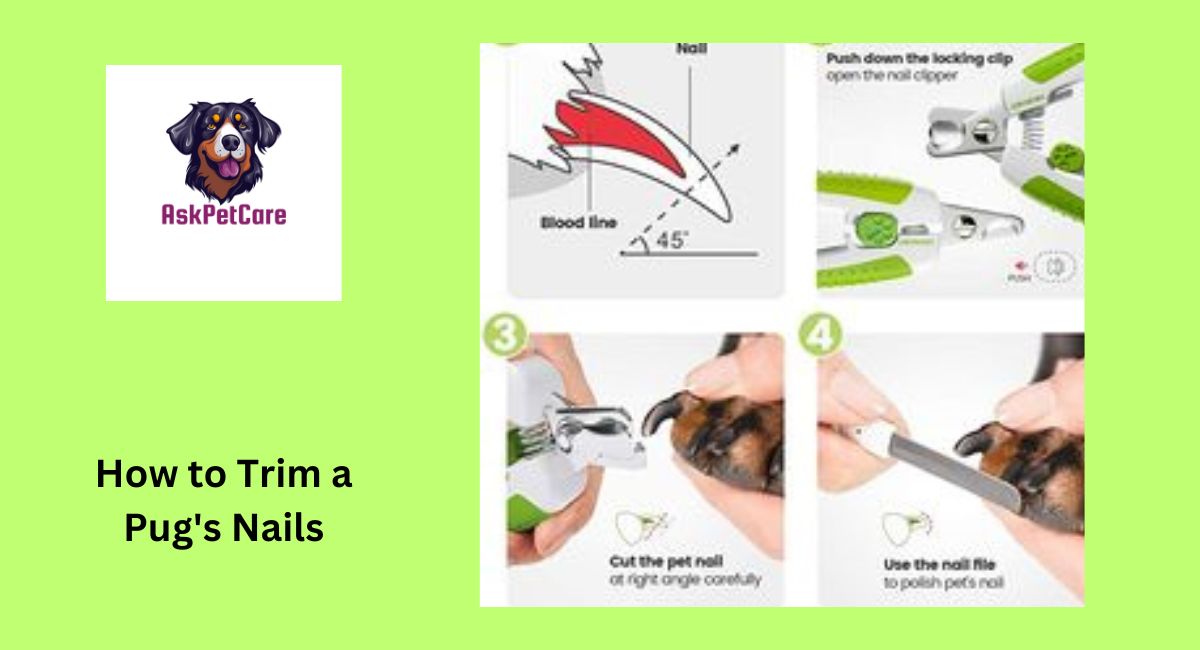 How to Trim a Pug's Nails