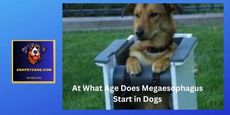 At What Age Does Megaesophagus Start in Dogs