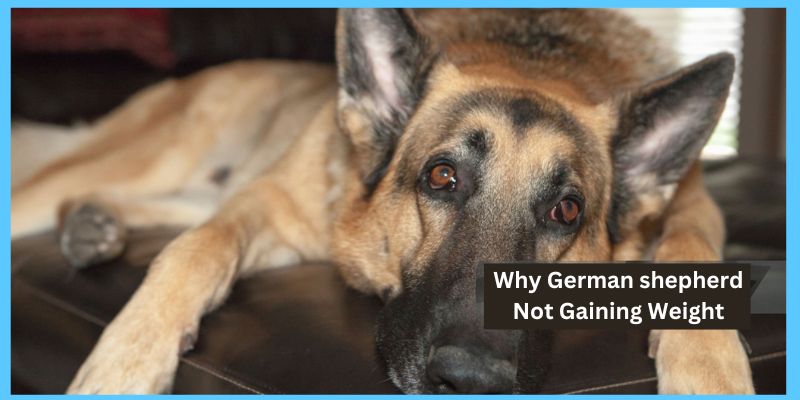 Why German shepherd Not Gaining Weight