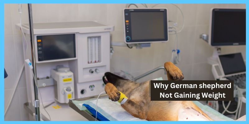 Why German shepherd Not Gaining Weight